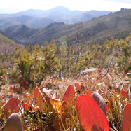 Near the mountain summit