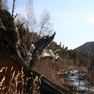 An interesting fallen tree along the river