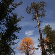 Trees just outside the 2nd cabin that we slept in