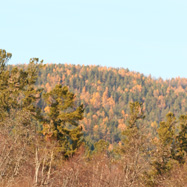 Fall colors