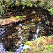 The small spring