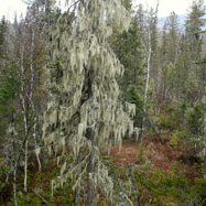 A tree with a lot of moss