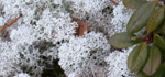 Vegetation on the trail