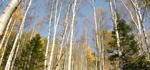 Alpine trees on the trail
